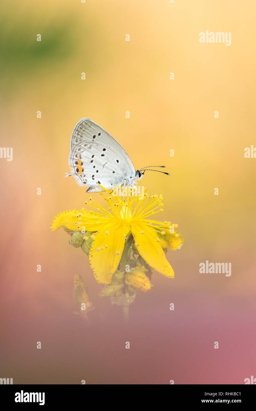 Beautiful nature scene with butterfly Short-tailed Blue (Cupido argiades). Stock Photo
