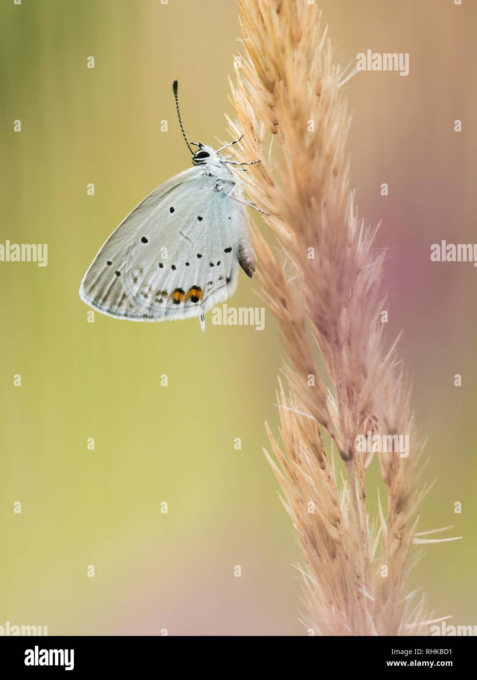 Beautiful nature scene with butterfly Short-tailed Blue (Cupido argiades). Stock Photo