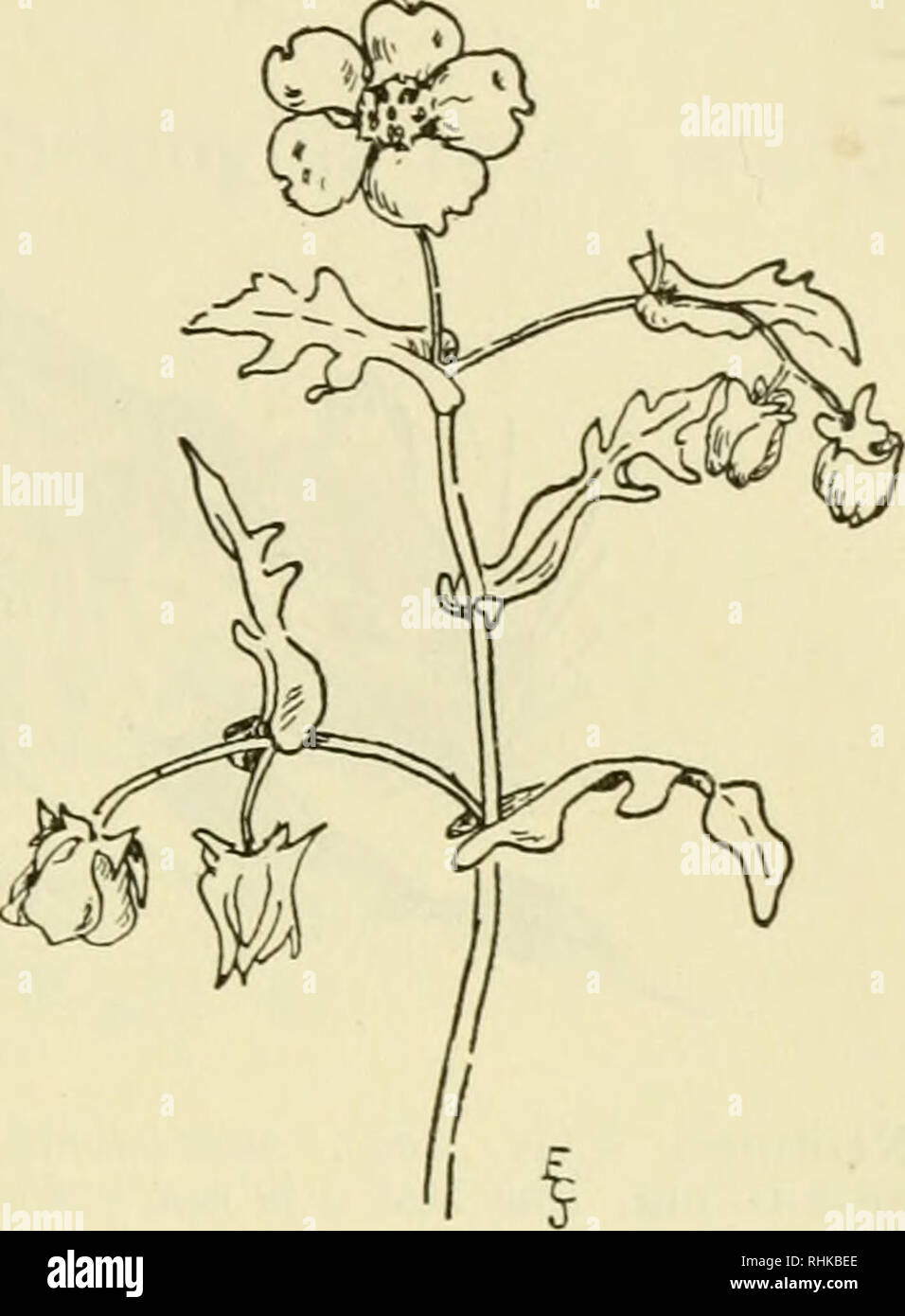 The Biologist S Handbook Of Pronunciations Biology Nemorus 199 Nemophila Lt Gr Nemos A Glade And Philos Fond Of Pronounced Nem Of Il A Nemorus Nem Or Us Of Woods Of Groves Nemoseris Nem Os Er Is Nemospiza Nem O Spi Za Nemouridae