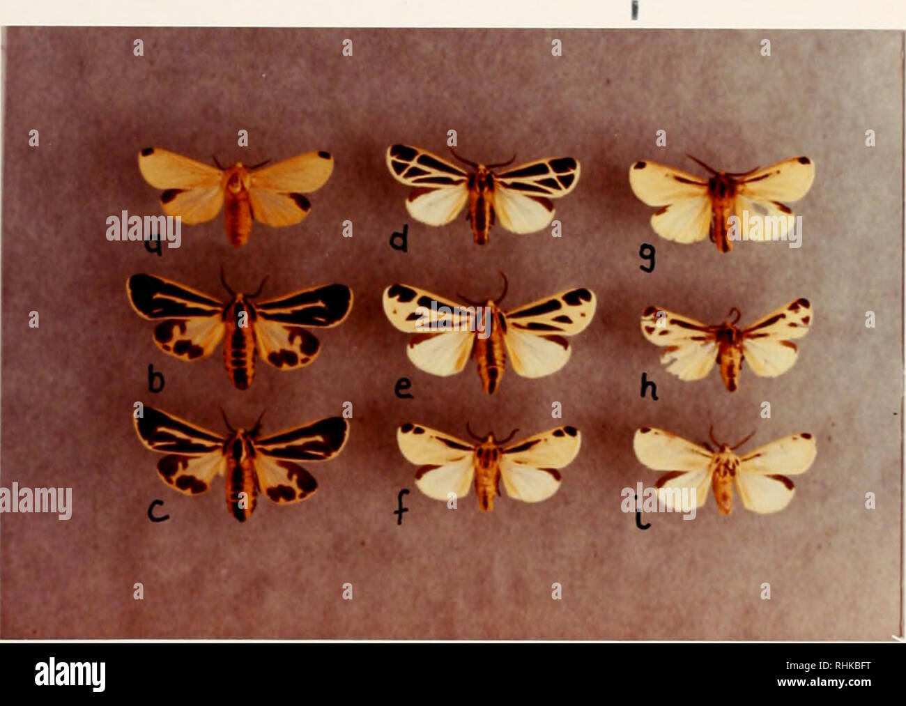 . Biology and hybridization of Apantesis phalerata (Harris) and A. radians Walker in Florida (Lepidoptera: Arctiidae). Moths; Lepidoptera; Arctiidae; Apantesis. â ^. Figure k. Various forms of Apantesis phalerata found in the light strain. (a) light, homozygous female; (b,c) dark females with full maculation; (d) dark male with full maculation; (e) heterozygous male showing partial expression of maculation; (f,g) light, homozygous males; (h) wild male collected in Gainesville, Florida, heterozygous for maculation; (i) light, homozygous male reported by Kimball. Please note that these images ar Stock Photo