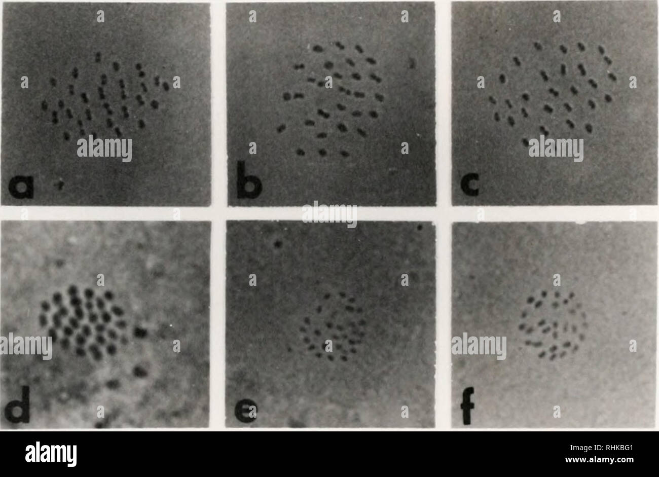 . Biology and hybridization of Apantesis phalerata (Harris) and A. radians Walker in Florida (Lepidoptera: Arctiidae). Moths; Lepidoptera; Arctiidae; Apantesis. 30. Figure 3. Photomicrograph of testes squashes at 1110 mag. chromosomes at first meiotic division during metaphase. (a-c) Apantes is phalerata, F,L-60 (n = 29); (d) A. radians, F]D-62 (n = 30); (e,f) A. radians d1 x A. phalerata g, DL-6261 (n = 29). Please note that these images are extracted from scanned page images that may have been digitally enhanced for readability - coloration and appearance of these illustrations may not perfe Stock Photo