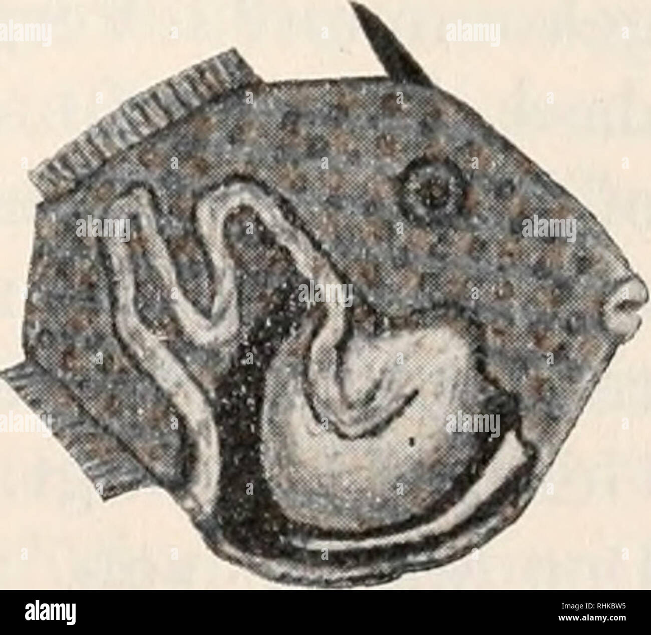 . Biologisches Zentralblatt. Biology. DiodoH hystrix Fig. 6