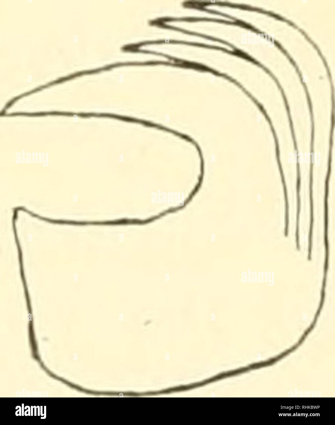 . Biologisch-faunistische untersuchungen aus dem Öresund. V. Polychaeta. Mit einer Karte und 18 Textfiguren. 78 And. Eliason Sabella pavonina Savigny. SaheUa pavonina Saint-Joseph (271, p. 2671. » » Hofsommer ri22, p. 317). St. 6—7 C/sOfl) 1 Ex., St. 12 (&quot;/7 10) 1 Ex., St. 31 (Vt 14) 1 Ex., St. 35—37 (»/' H) 1 Ex., St. 37 (&quot;A 11) 1 Ex., St. 49 (&quot;/t 11) 2 Ex., St. 51 (&quot;/lo 13) 3 Ex., St. 54 a ('«/' 15) 1 Ex. S. pavonina ist nicht süillich von Barsebäck gefunden weiden. Die vorliegen- den Exemplare stammen aus Tiefen von c:a 16—19 bis 35—37 m. Die Art ist ohne Zweifel zweimal Stock Photo