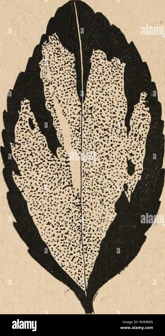 . Biologisches Zentralblatt. Biology. 234 i^- Küster, Über «eilaraiidige Blätter und uiidere Formen der Buntblättrigkeil. Ähnliches hatte ich weiterhin bei Spielarten der Evouymus japo- iiica zu untersuchen Gelegenheit. Die schematischen Darstellungen in Fig. 17 gehen ohne weiteres über die Verteilung der grünen und der blassen Gewebeanteile Aiitschluß und zeigen, daß hier der blasse (ilewebekern gleichsam in einer grünen Haut steckt, die stellenweise ebenso unterbrochen sein kann, wie es früher bei albomarginater Panaschierung für di(! weiße Gevvebehülle zu schildern war. Ebenso wie bei Hosti Stock Photo