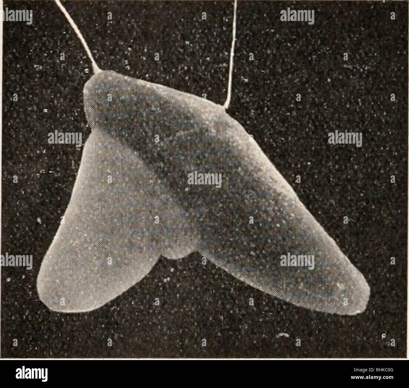 . Biologisches Zentralblatt. Biology. Fig. 6 b. Fig. 6d. Fig. 6