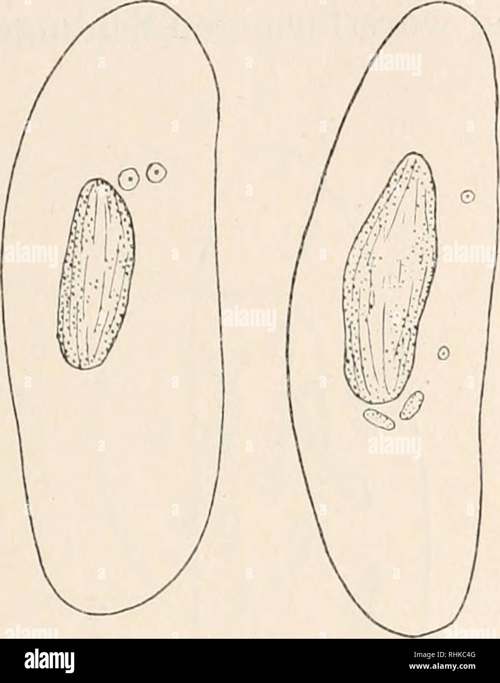 . Biologisches Zentralblatt. Biology. Erdmaim u. Woodruff