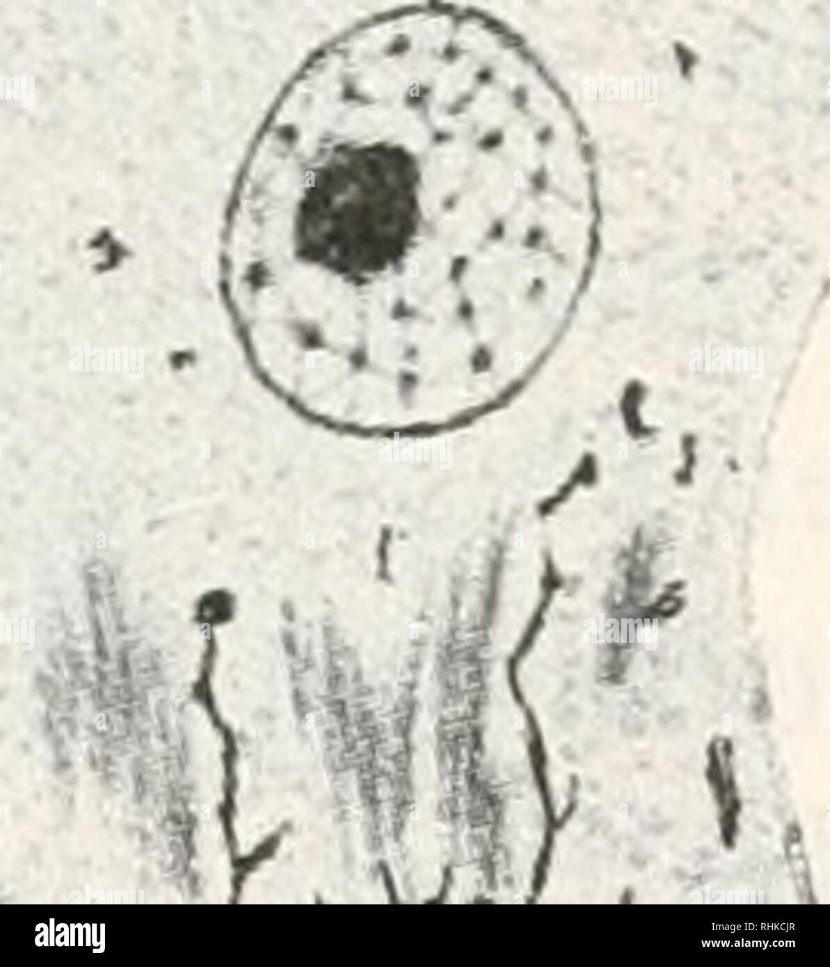 . Biologisches Zentralblatt. Biology. H. T.u(/„ l'livHioldgischo iiiul inoiphologische i)eiitung etc. 505 Formen treten auch ring- und liantclartige Bilder auf. auch er- scheinen größere K()rner vorn und hinten fadenartig ausgezogen. Am liäufigsten aber zeigen die Körner die Neigung, sich kettenartig meist zu drei oder vieren anzuordnen; die einzehien Körner sind von verschiedenem Durchmesser und der Größe nach aneinander gereiht, das dickste, letzte trägt manchmal noch ein kleines schwanz- artiges Fädchen oder ein winziges Körnchen. Solche Kettchen linden sich hauptsächlich im mittleren Teil  Stock Photo