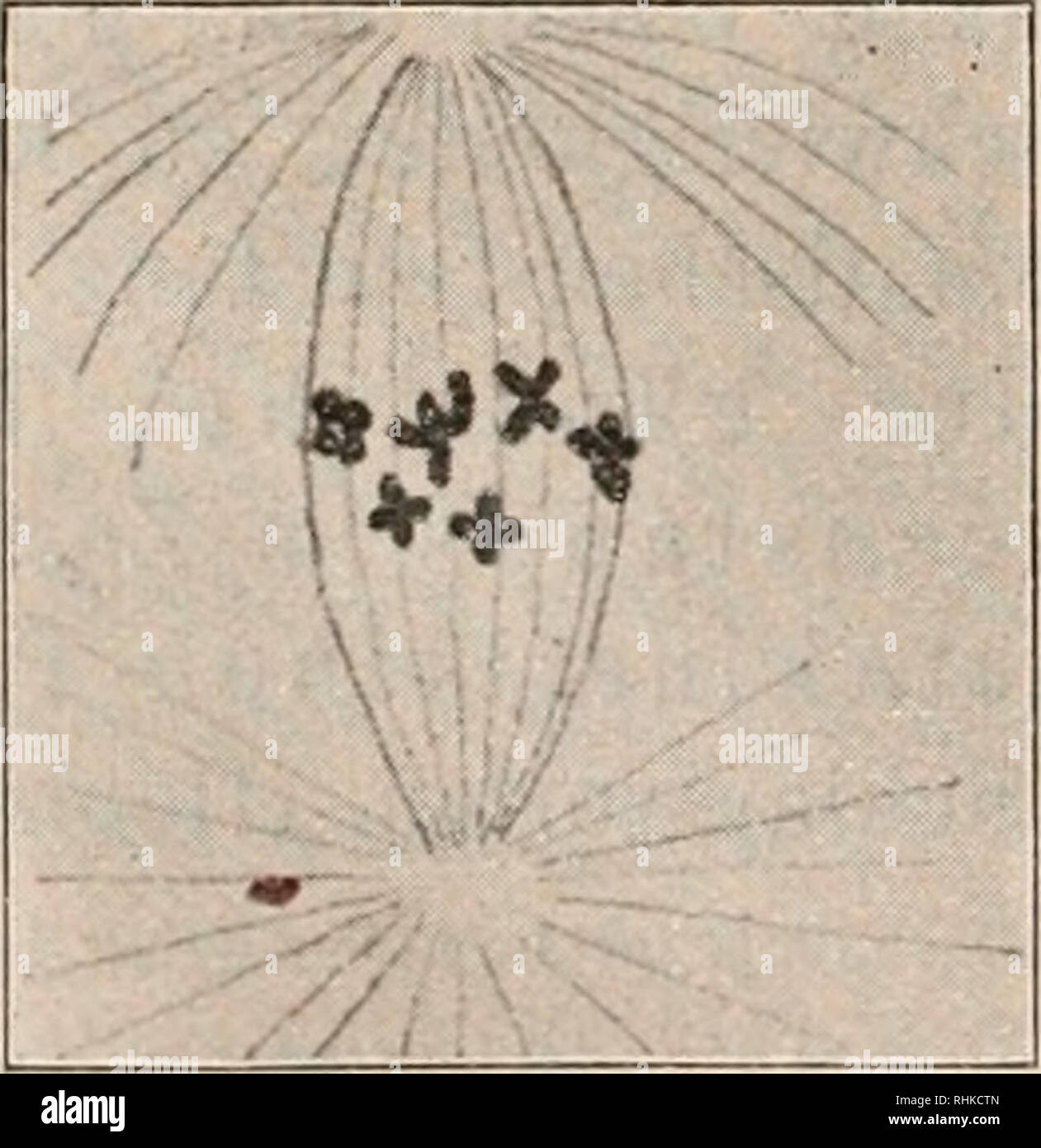 Biologisches Zentralblatt Biology Fig Jj 1 Furchungsspindel In Jeder Halfte 6 Schleifen 2 Riclitungsspindel Fig Kk Prostheceraeii S Weibl V K1 I N C K O W 81 R O M Please