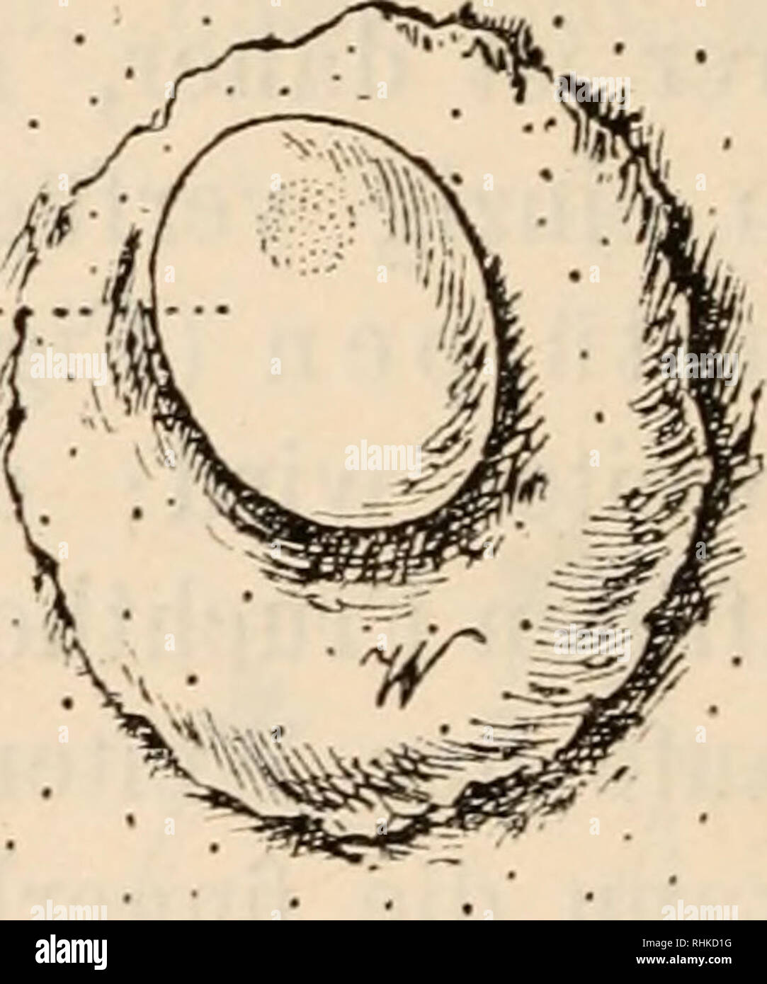 . Biologisches Zentralblatt. Biology. Fig. 5. Halbierter Uterus eines Nasenaffen {Semnopitliecus nasicus)^ in natürlicher Größe. Cl = Corpus luteum, JJr := Drüsenschicht der Uteruswand, J r= Binnenraum, in welchen eine wulstartige Erhebung der Uterusschleim- haut mit dem Ei vorspringt. Das Ei selbst ist ca. 2 mm lang und ca. 1^2 nam breit. Oy = Ovar! um. Fig. 6. Das Ei E zeigt auf der freien Fläche eine scheibenförmige Verdickung des Chorionektoderms, welche der Anlage der Ventroplacenta entspricht. — W = der ringförmige Wulst. — Die Punkte bezeichnen die Mündungen der Uterindrüsen. — Schwache Stock Photo