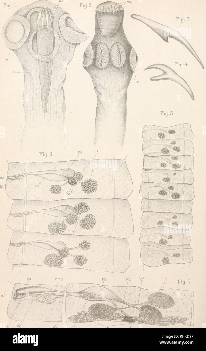 Biologisches Zentralblatt Biology Biologisches Centralblatt 1913