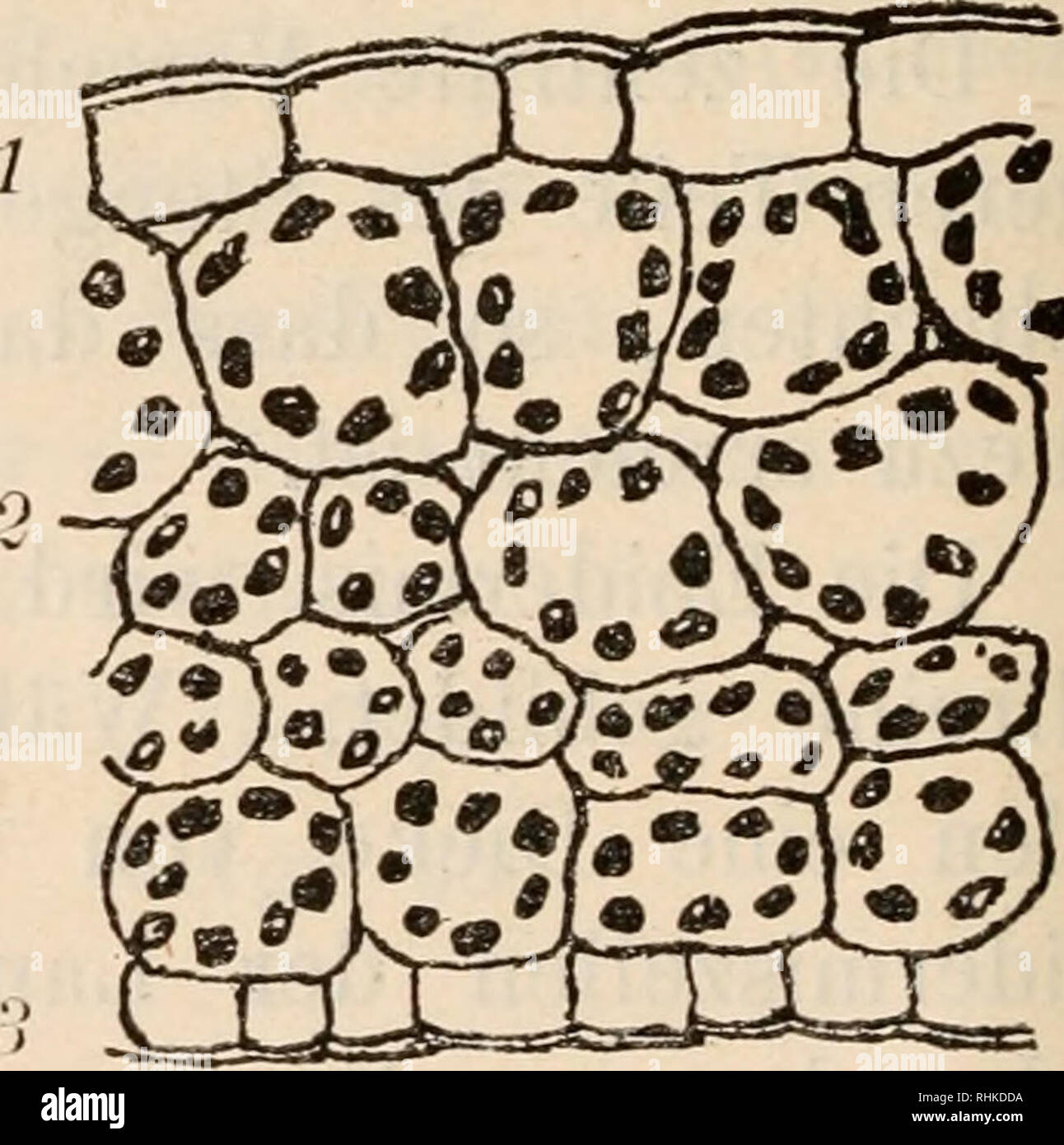 Blattquerschnitt High Resolution Stock Photography And Images Alamy