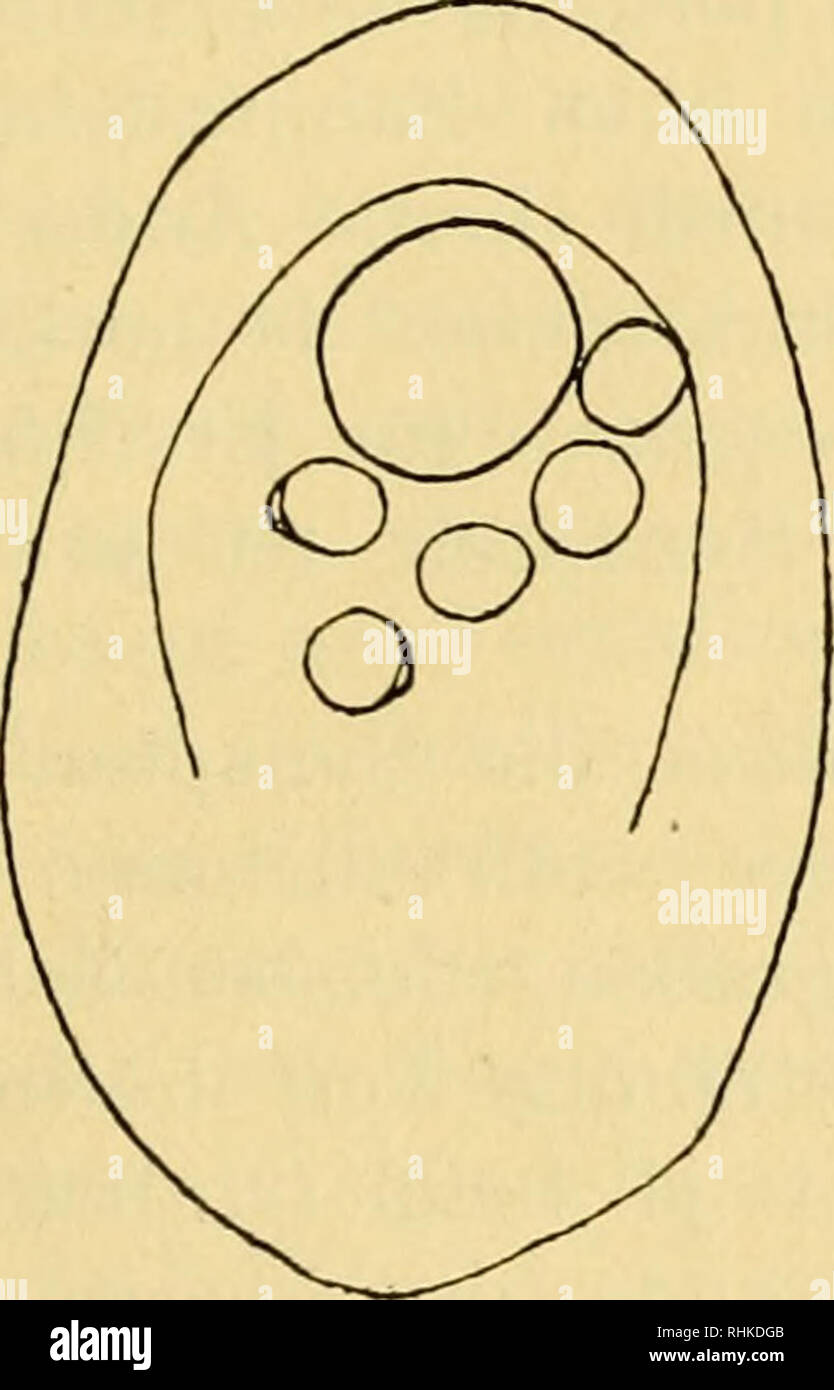 . Biologisches Zentralblatt. Biology. Becher, Die „Hörbläschen