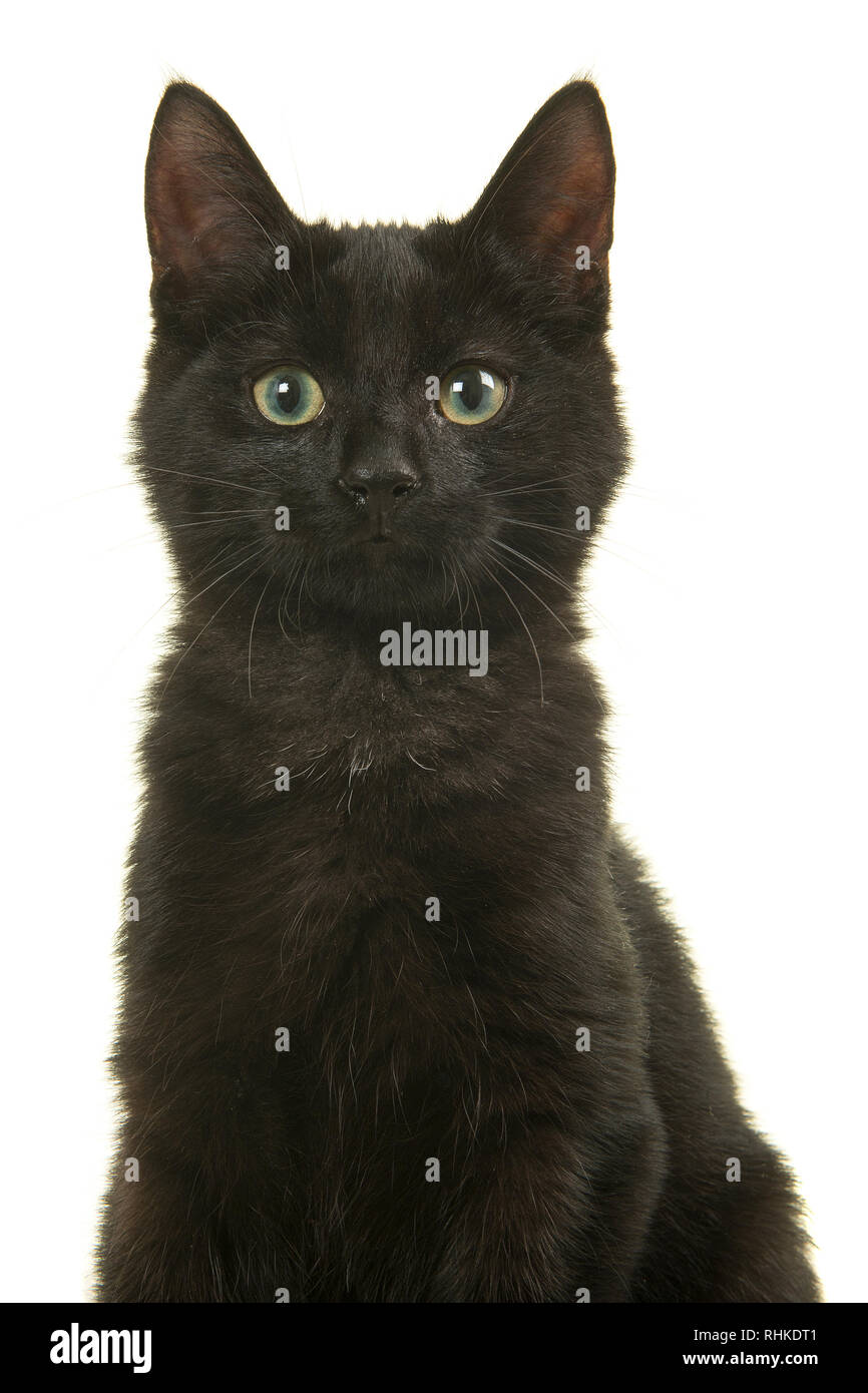 Portrait of young black cat sitting looking at the camera isolated on a ...