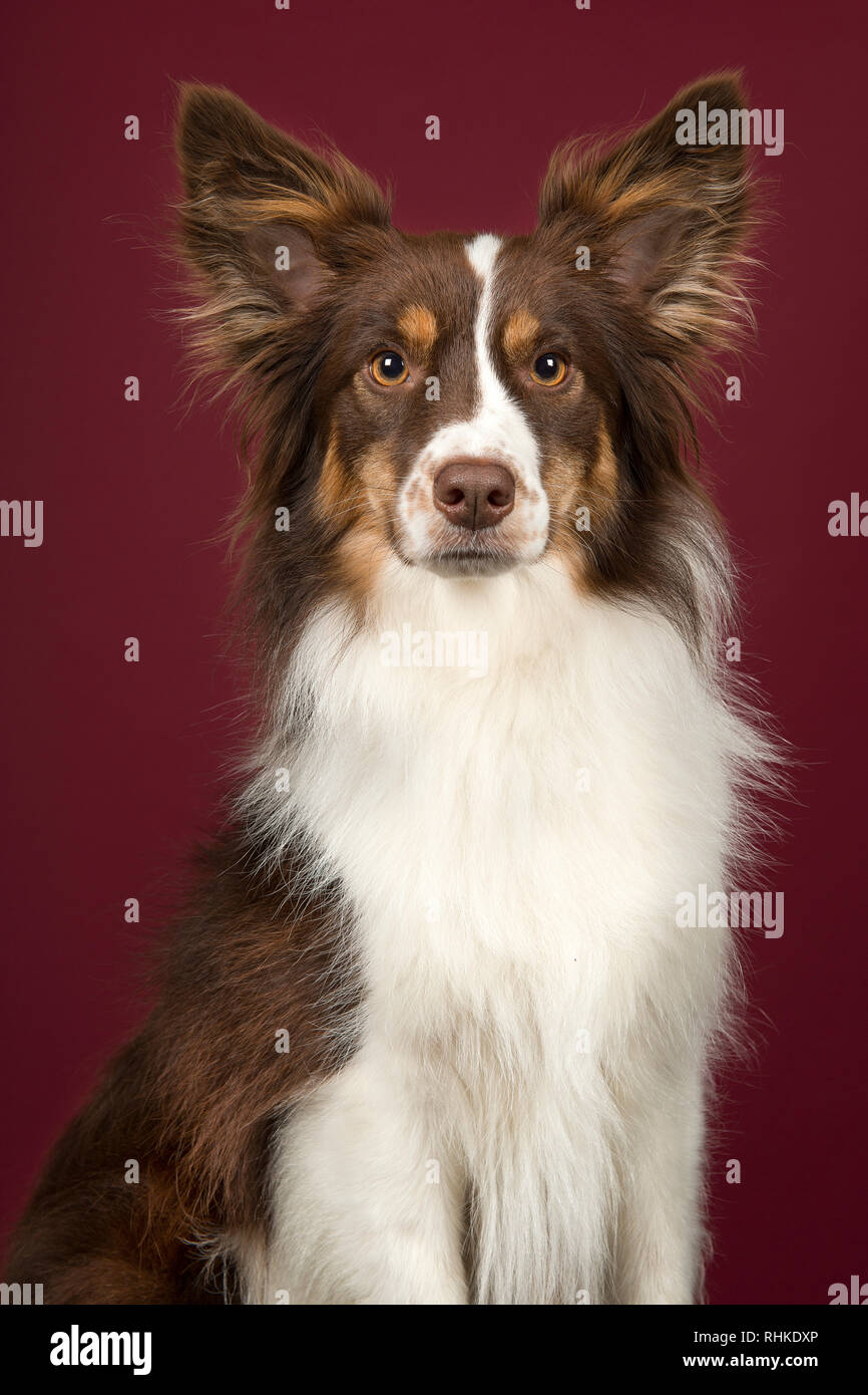 Portrait of miniature american shepherd dog looking at the camera on a deep red background in a vertical image Stock Photo