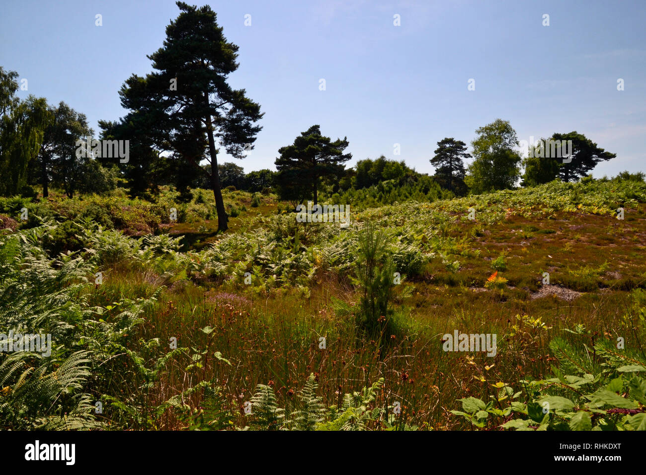 Arne landscape hi-res stock photography and images - Alamy