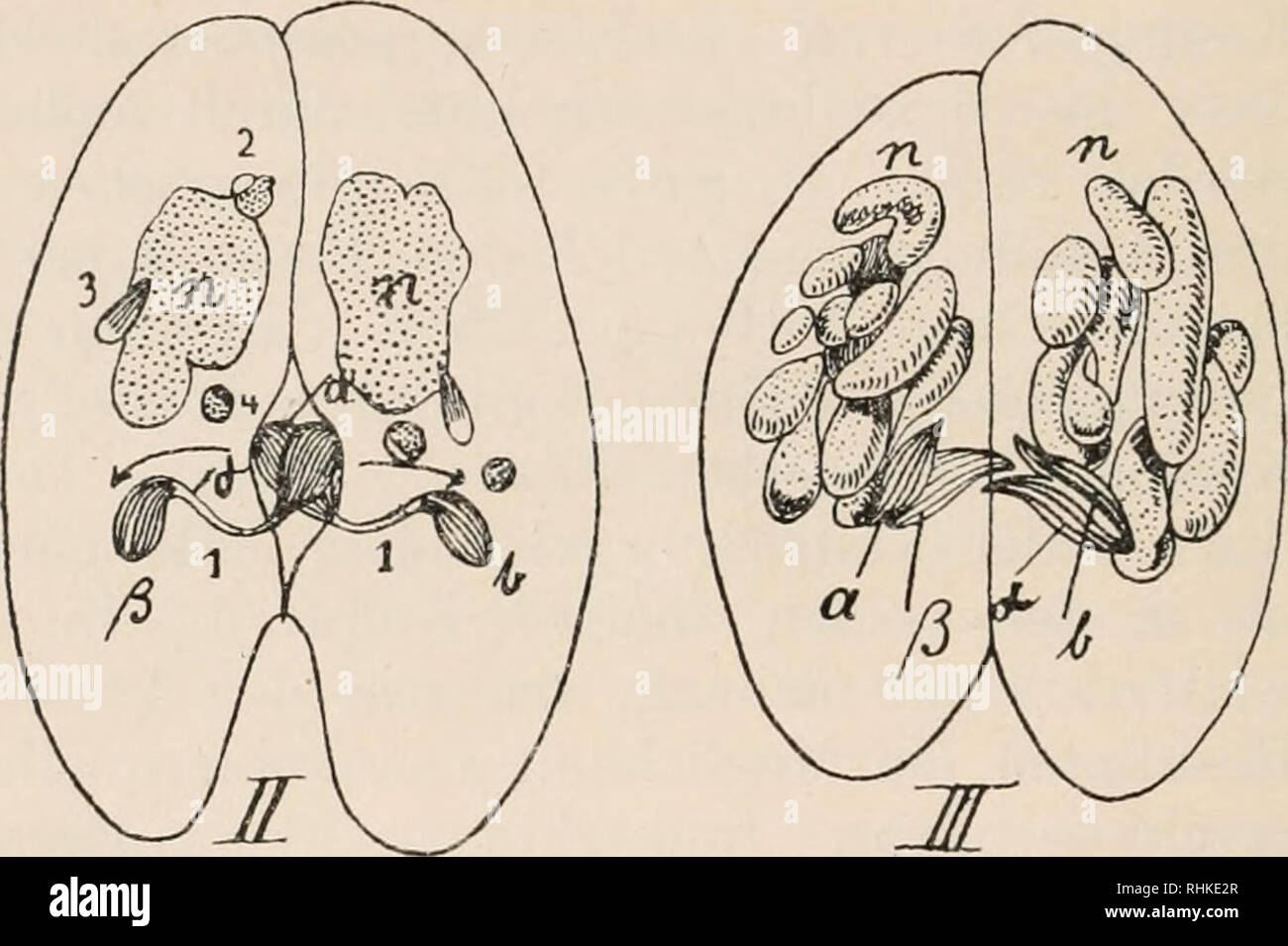 . Biologisches Zentralblatt. Biology. Fig. (). Schema der Koujigation eines isogaraeii Infusors, :] aufeinanderfolgende Stadien (Pararaecium caudatuni). / Nebenkern in 3 Kichtungsspindeln (2-4) und eine Hauplspindel (1) geteilt. //Eichtungsspindeln degenerieren, Hauptspindel hat sich in die „männliche&quot; Spindel (a und a) und die „weibliche Spindel&quot; (/&gt;' und b) geteilt. III Austausch der „männlichen&quot; Spindeln und Konjugation derselben mit den „weiblichen&quot; Spindeln. anzuwenden, weil ich aus der Gleichartigkeit des Aussehens auf eine Gleichartigkeit des Baues beider Kerne e Stock Photo