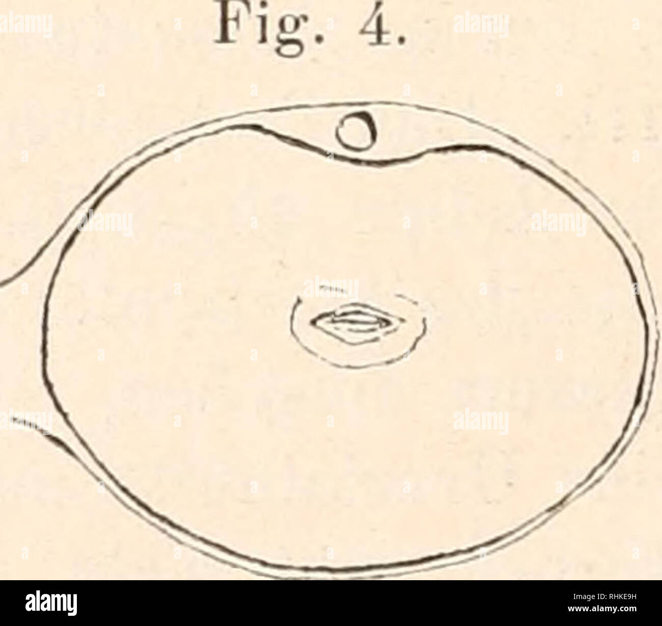 . Biologisches Zentralblatt. Biology. Fig. 1. In Bildung begriffenes Ei von Asplanchna. Fig. 2. Das fertige Ei in Proülansiclit, mit der Ovarialliiille, im Momente wie es das Polkörperchen ausgeschieden hat; der segmeutale Nucleus kommt zum Vorsehein. Fig. 3. Das Polkörperchen eingebettet in einer Grube; der Nucleus hat sich schon in die Mitte zurückgezogen und ist wieder stark angewachsen. Fig. 4. Der Nucleus schickt sich an zur Teilung; die Konturen unregelmäßig, fangen zu schwinden an; die Öpindelfigur ist sichtbar.. Please note that these images are extracted from scanned page images that  Stock Photo