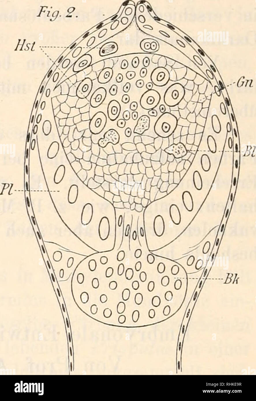 . Biologisches Zentralblatt. Biology. Fig 1. hk — Bnitkamiuer. Fig. 2