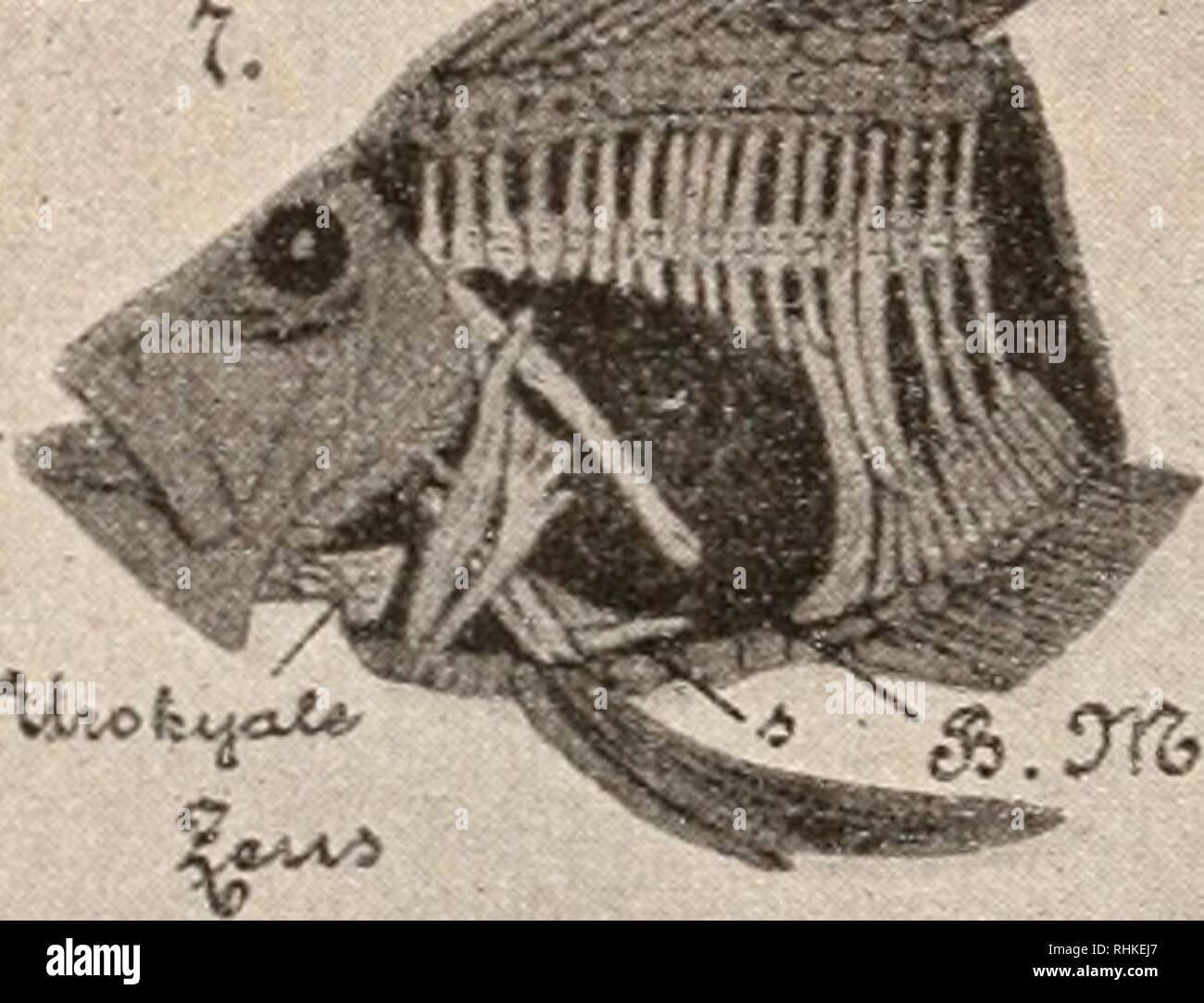 . Biologisches Zentralblatt. Biology. 720 Thilo, Die Vorfahren der Schollen. fisches) auf sie ebensogut passt wie auf die Schollen, welche heutzutage recht allgemein Flachfische genannt werden. Mau vergleiche doch nur z. B. den Zeus (Fig. 1) mit einem Steiubutt (Fig. 3 a). Ja manche Stachelflosser sind sogar uoch breiter und ebenso flach wie die Schollen (siehe Psettus Fig. 5), daher wird man wohl sagen müssen^ es sind alle diese Fische „Flachfische&quot;, und die Schollen unterscheiden sich vom Zciis hauptsächlich durch die Ungleichheiten ihres Kopfes, durch ihre eigen- tümliche Augenstellung Stock Photo