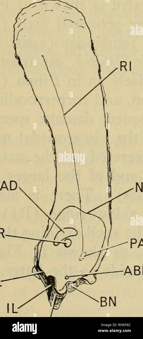 . The Biological bulletin. Biology; Zoology; Marine biology. ADAPTATIONS IN MALLEUS AND ISOGNOMON 379 Explanation of Lettering A anus MI ABR anterior byssal retractor ML AD adductor N AE anterior extension of sliell OBG AF accessory foot OCL AOL anterior outer ligament layer OF AOM epithelium secreting anterior outer P ligament PAR AU auricle PBR BG byssal groove PC BN byssal notch PE By byssus PMC CT ctenidium POL E exhalant current POM F foot FL fusion layer PR I inhalant current R ICL inner calcareous layer RI IF inner fold of mantle margin IL inner ligament layer U LP labial palp V MF midd Stock Photo