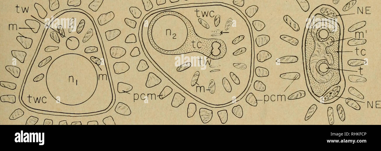 Tracheal epithelial cell hires stock photography and images Alamy