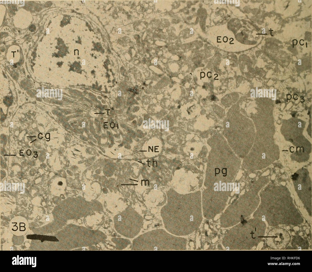 Photocyte Patterns Photocyte hi-res stock photography and images - Alamy