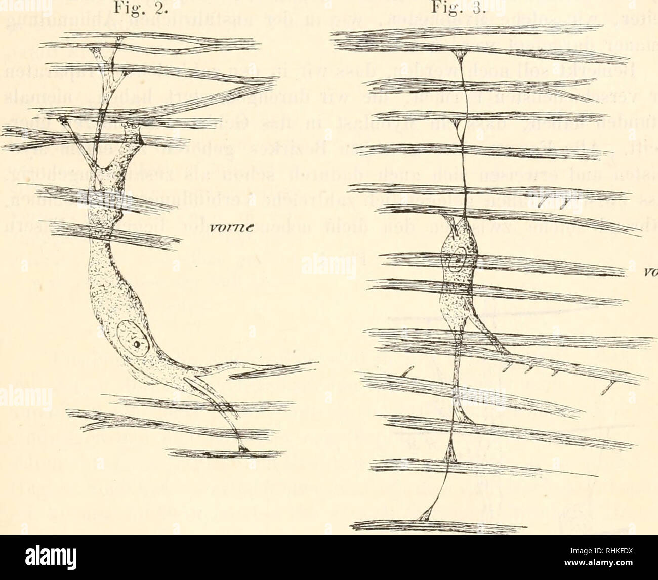 . Biologisches Zentralblatt. Biology. Bloclimaiiii, Miisknlatiu- und Siiiiiesorii'aue der Treinatodcn. 21 des Küsseis imd für die Körpermuskiilatur nachweisen. Bemerkenswert sind die Beziehungen, die sich zu den Muskelverhältnissen der Nema- toden und den sog. nematoiden Muskeln bei Olig-ochaeten ergeben (verg-1. dazu Hesse 1»., Tübinger zool. Arbeiten, Bd. I, Nr. 3, 1894). Bei den Tremntoden wird die Sache dadurch etwas komplizierter, dass ein Myoblast gewöhidich nicht nur eine, sondern mehrere Muskel- fasern erzeugt hat, meist noch mehr als bei den Cestoden.. s vorne Fig. 2. Distowuin cylind Stock Photo