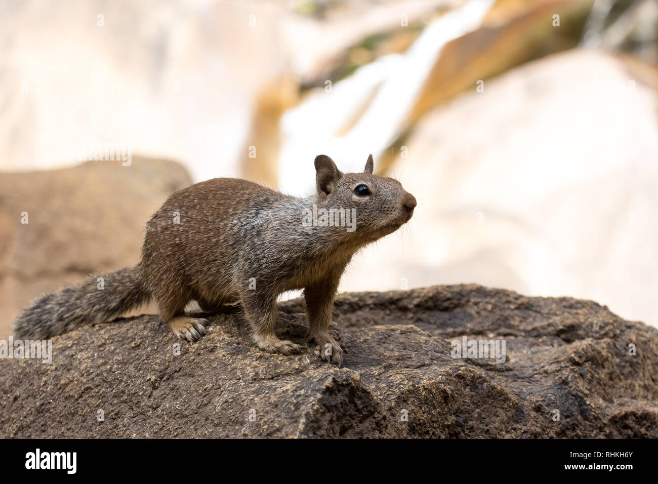Squirrel in Yosemite National Park, California, USA Stock Photo
