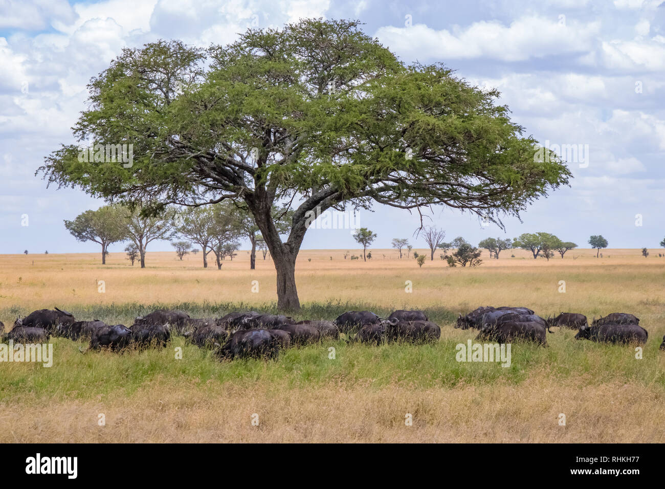 Buffalo herd passes by the acacia tree Stock Photo