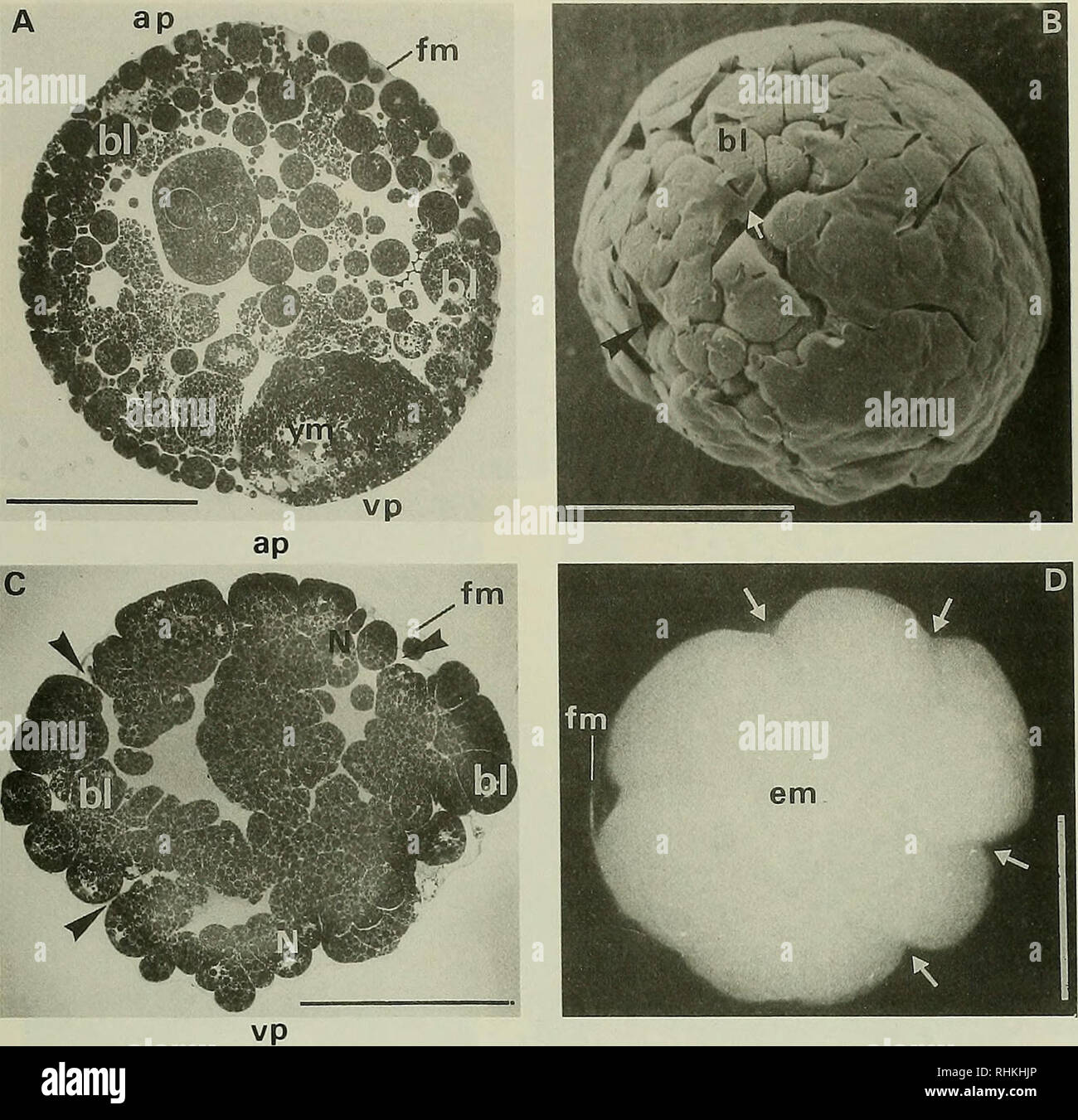 . The Biological bulletin. Biology; Zoology; Marine biology. COMPLETELY DIRECT DEVELOPMENT OF AN ECHINOID 31. Figure 4. Segmentation oi Abalus cordatus. (A) Section through a cleaved egg showing blastomeres and the remaining yolk mass at the vegetal pole (11 days after fertilization). (B) SEM view of a completely cleaved egg (14 days after fertilization). Blastomeres are visible where the fertilization membrane is destroyed (white arrow). Black arrow shows a furrow. (C) Section through a cleaved egg at the end of the segmentation (15 days after fertilization). Black arrows show the large inter Stock Photo