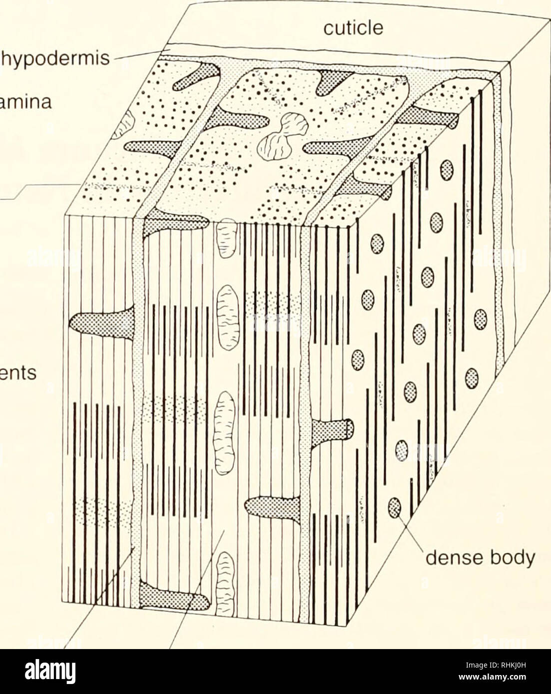 . The Biological bulletin. Biology; Zoology; Biology; Marine Biology. hypodermis basal lamina ^ M-line thick filaments dense body thin filaments. dense body basal lamina cytoplasm of muscle cell Figure 1. Contractile architecture of the two main types of nematode body-wall muscle: platymyarian (example: Caenorhabditis elegans) and coeloniyarian (example: Mermis nigrescens). The anterior-posterior axis is vertical. For clarity, only two thin filaments of the bundle that attach to each dense body (13- 14, 29) are illustrated in the tangential section of the Caenorhaiidilis diagram. In the equiva Stock Photo