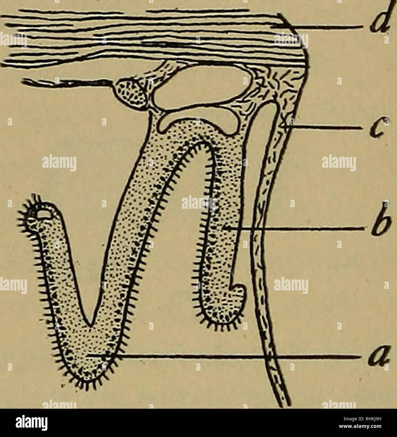 . The Biological bulletin. Biology; Zoology; Marine biology. Fig. 5. Section through ctenidium of Mytilus of 1.6 mm. length. Section passes through posterior end of reduced foot, a, filament of inner gill; b, filament of outer gill; c, mantle; d, intestine; e, foot. Magnification 140.. Fig. 6. Section through ctenid- ium of Mytilus of 1.6 mm. length. Section passes through middle of posterior adductor. a, filament of inner gill; b, filament of outer gill ; c, mantle; d, posterior adductor. Magnification 140. At first sight the two modes of filament formation seem fun- damentally distinct ; but Stock Photo