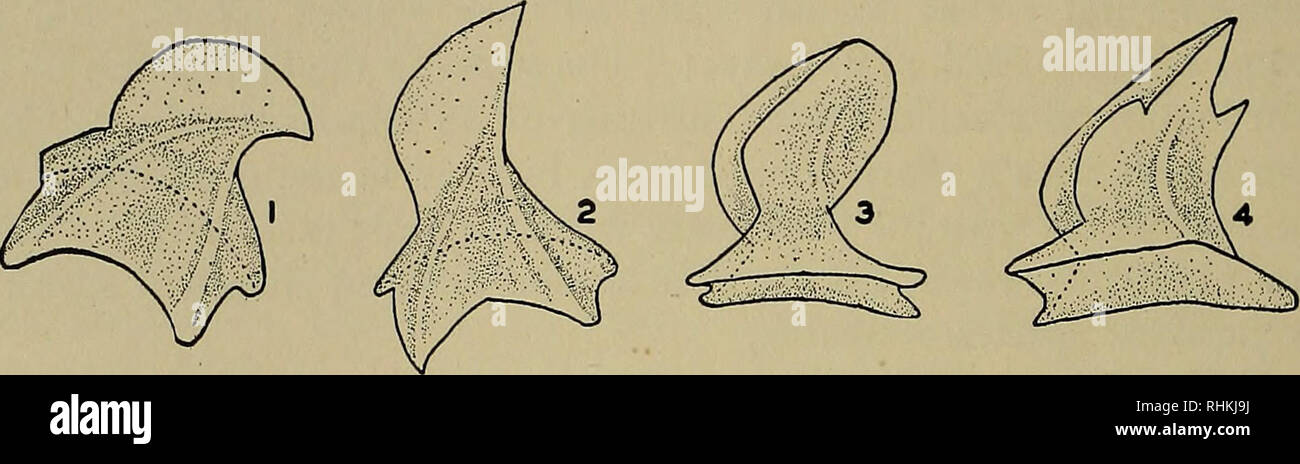 Placoid scale hi-res stock photography and images - Alamy