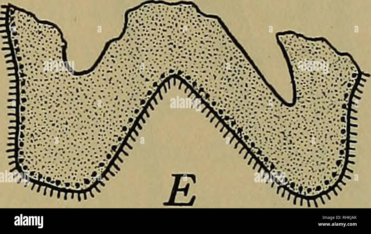 . The Biological bulletin. Biology; Zoology; Marine biology. Fig. 4. Isolated filament anlagen from posterior tip of ctenidium of Mytilus. In all cases, anlage of outer gill at right. A and B from specimen of 2.25 mm. length ; C from one of 2.00 mm. ; D from one of 2.30 mm.; E from another specimen of 2.25 mm. Magnification 140. two youngest stages represented (Figs. 4, A ; 4, B) the tissue is distinctly embryonic with no differentiation ; but in the three older stages (Figs. 4, C; 4, D ; 4, E) the ciliated epithelium is clearly distinguishable, and is located on both sides of the anlage, show Stock Photo