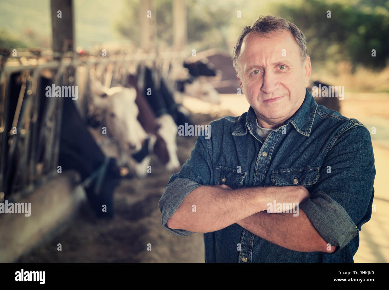 Smiling male farmer posing against background of cows in stall Stock ...