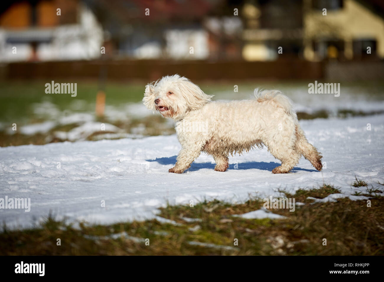 Black and White Havanese dogs in the snow Stock Photo