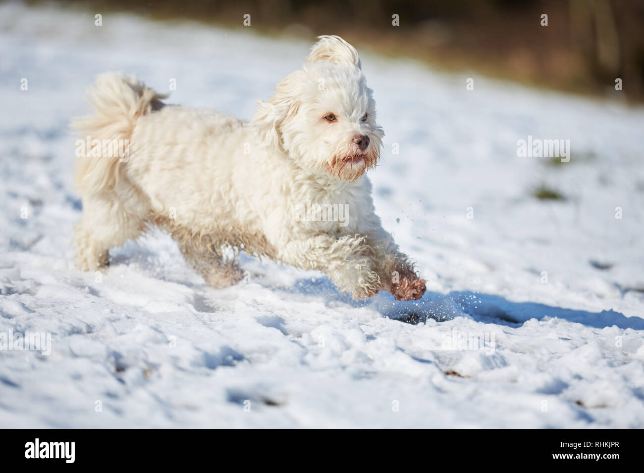 White havanese dog running in the snow in winter Stock Photo