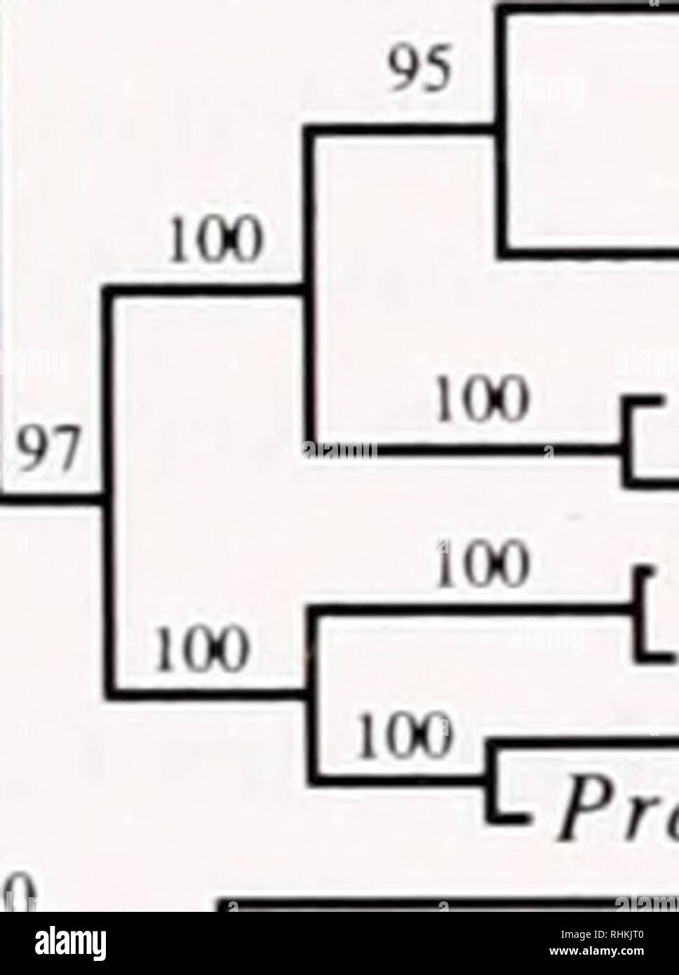 . The Biological bulletin. Biology; Zoology; Biology; Marine Biology. RT7in48 — Eolimna minima Pseuao-nitzschia pungens Unknown Cafeteria roenbergensis • Proteromonas lacertae   RT5iin25 Labrinthuloides minula ,-,, , Glaucoma chaltom m&lt;rColpidium campylum Vorticella microstoma Opislhonecta hennegui Stramenopiles. O.tricha graniilifera • RT7iinl Toxoplasma gondii Sarcocystis muris Alexandrium lamarense Prorocenlrum micans Alveolates Dictyostelium discoideum Gephyramoeba sp. • Physarum polycephalum RTSiin21 RT5iin44 Filamoeba nolandi Masligamoeba (Phreatamoeba) balamuthi Entamoeba histoly Stock Photo