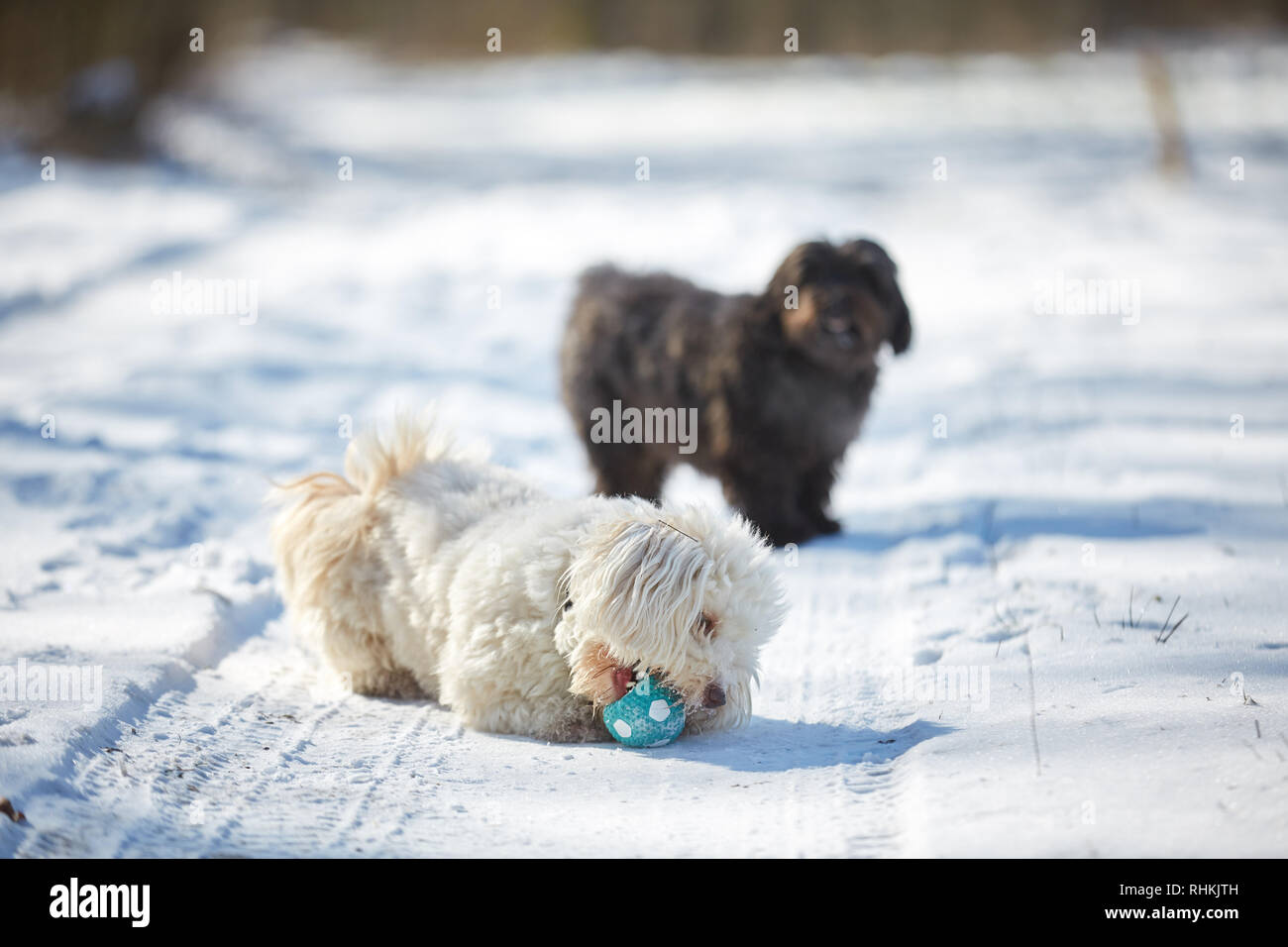 Havanese dog playing in the snow with ball Stock Photo