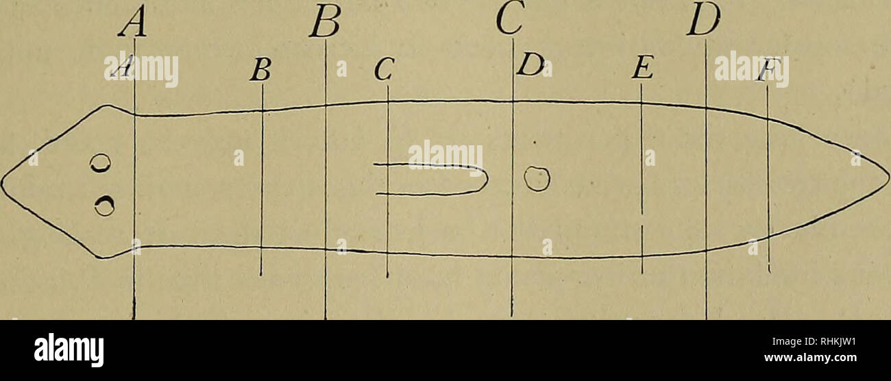 . The Biological bulletin. Biology; Zoology; Marine biology. 3 -- 2 - 1 -. Fig. 23. Head frequencies of fourths and sixths in old and young individu- als of P. lata: fourths, young, unbroken line; sixths, young, dotted line; fourths, old, long dashes; sixths, old, dots and dashes. The curves in this graph are taken from Figs. 21 and 22. same concentration of a single agent (Child, '16; Buchanan, '22). In pieces which normally show a high head frequency it may be decreased and in pieces which normally show a low head frequency. Please note that these images are extracted from scanned page image Stock Photo