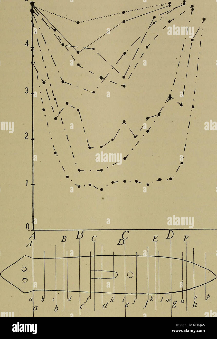 . The Biological bulletin. Biology; Zoology; Marine biology. PHYSIOLOGY OF RECONSTITUTION OF PLANARIA LATA. 131 5. Fig. 21. Head frequencies in relation to length of piece and level of body. P. lata: fourths, unbroken line, no animals; sixths, long dashes, 250 animals; eighths, short dashes, 850 animals; sixteenths, alternating long and short dashes, 100 animals. P. dorotocephala: fourths, dotted line, no animals; sixths, alternating dots and long dashes, no animals; eighths, alternating dots and short dashes, 70 animals; sixteenths, two dots alternating with short dashes, 60 animals. On the o Stock Photo