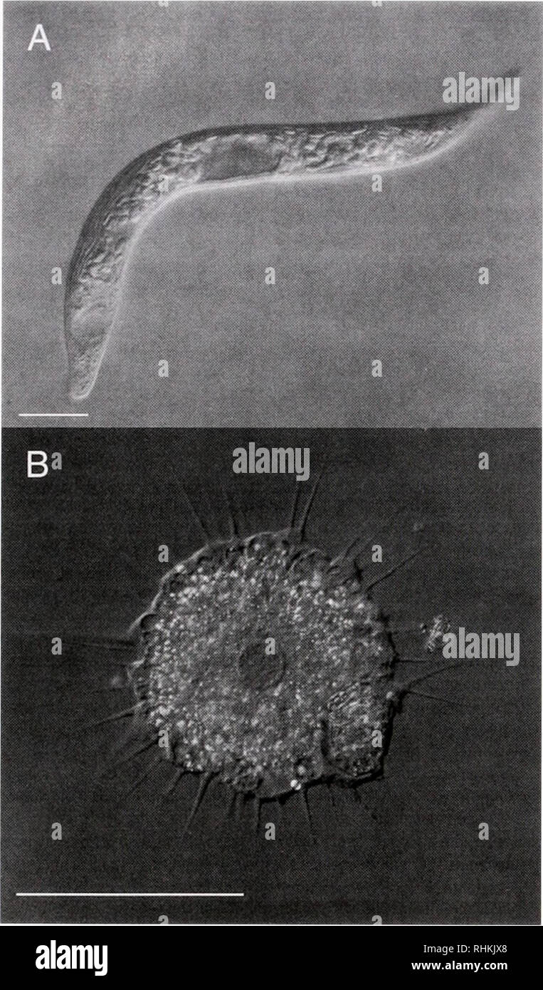 . The Biological bulletin. Biology; Zoology; Biology; Marine Biology. 206 AMARAL ZETTLER ET AL. Figure 1. Some representative eukaryotes found in the Rio Tinto. (A) iui cf. mukihilis; scale bar = 10 /Mill. Photomicrograph by Linda Amaral Zettler and David Patterson. (B) A heliozoan, most likely belong- ing to the genus Actinophrys; scale bar = 100 /j.m. Photomicrograph by Linda Amoral Zettler and Erik Zettler. microbes (Fig. 1) are the major contributors of biomass (Lopez-Archilla et nl.. 2001). Eukaryotes not only form the foundations of some of these biofilm communities, but they are also co Stock Photo