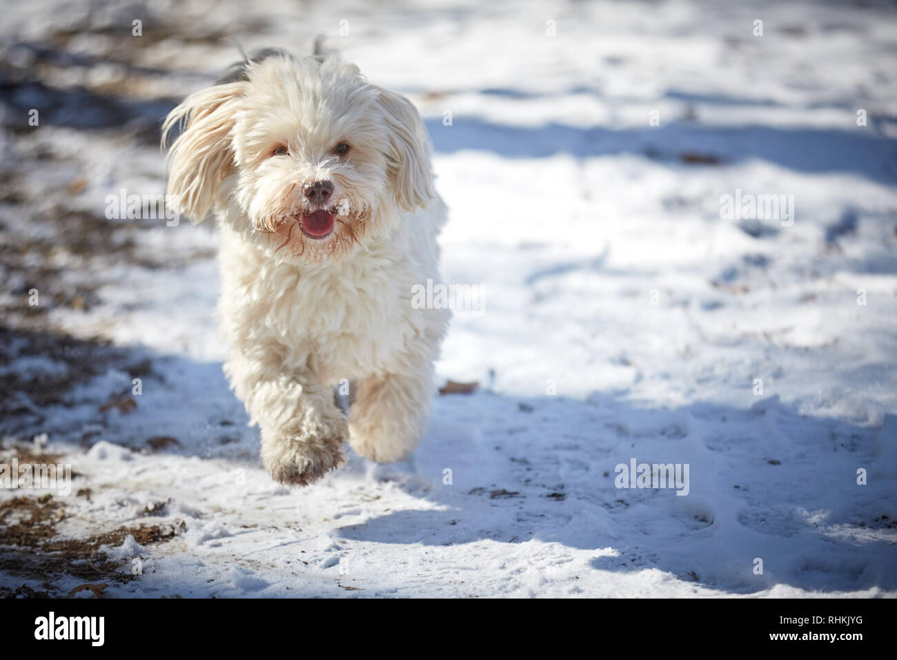 Havanese dog playing in the snow with ball Stock Photo