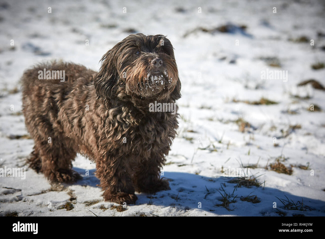 Havanese dog obedient waiting and looking outside in the snow Stock Photo