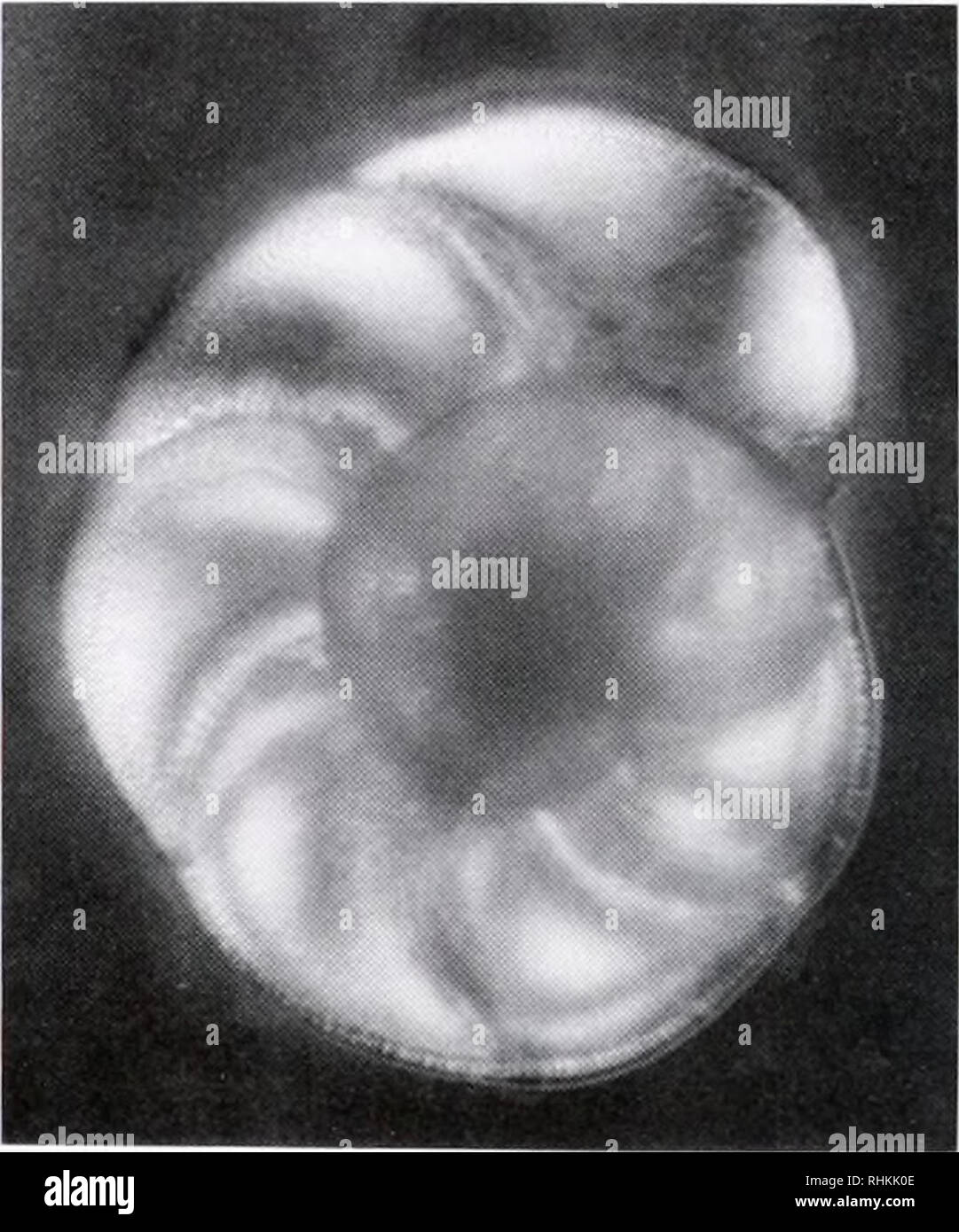Retrotransposon hi-res stock photography and images - Alamy