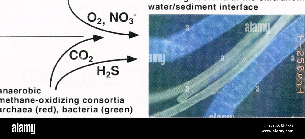 . The Biological bulletin. Biology; Zoology; Biology; Marine Biology. 188 A. TESKE ET AL Beggiatoa spp., filamentous sulfide- oxidizing bacteria at the oxic/anoxic water/sediment interface. sediment - water anaerobic methane-oxidizing consortia archaea (red), bacteria (green) H Sulfate reducers, here the hyperthermophilic archaeon Archaeoglobus profundus. Please note that these images are extracted from scanned page images that may have been digitally enhanced for readability - coloration and appearance of these illustrations may not perfectly resemble the original work.. Marine Biological Lab Stock Photo
