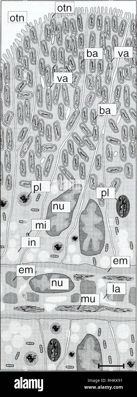 . The Biological bulletin. Biology; Zoology; Biology; Marine Biology. GASTROPOD CHEMOAUTOTROPHIC SYMBIOSIS 387. Figure 9. Schematic representation of bacteriocytes and underlying middle lamella, ha, bacteria; em, extracellular material; in. electron- lucent inclusion; la, hemocoelic lacuna; mi, mitochondrium; mu. muscle; nu, nucleus; otn. opening of apical bacterial vacuoles; pi, phagolyso- some-like structure; va, bacteria-containing vacuoles. Scale 5 fjm. Each bacterium was tightly embedded in a vacuole, but the vacuoles often appeared interconnected. Therefore there seems to exist a complex Stock Photo