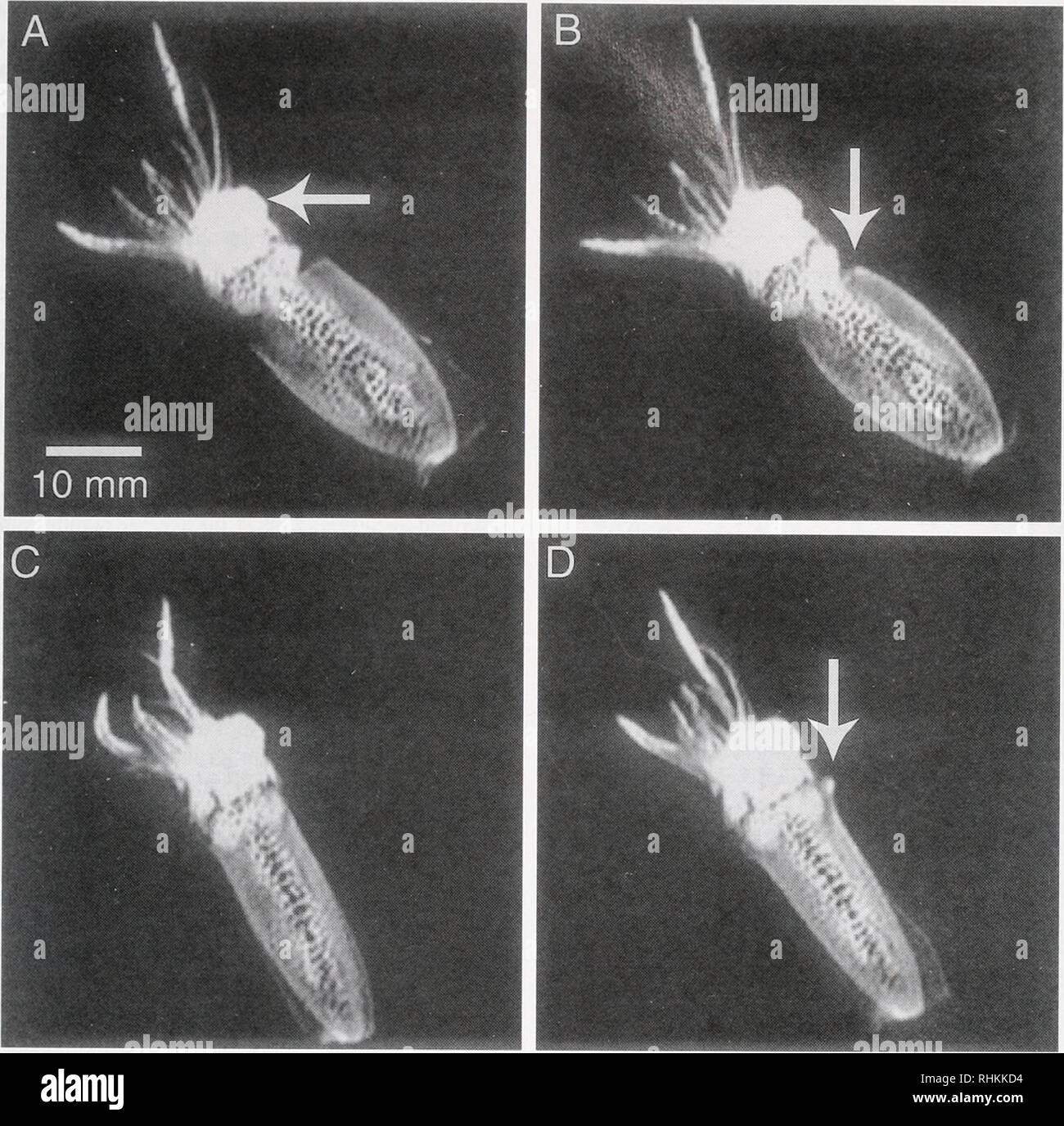 . The Biological bulletin. Biology; Zoology; Biology; Marine Biology