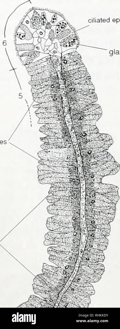 . The Biological bulletin. Biology; Zoology; Biology; Marine Biology. Figure 3. (A) Cross section through several attached ctenidial fila- ments. Nearly the entire filament consists of bacteriocytes (arrowheads). The ventral edge (*) contains a wide hemocoelic vessel; the dorsal edge is attached to the mantle (azan-stained paraffin section, light micro- graph). Scale 1 mm. (B) Details of filament, median cross section, show- ing the two layers of bacteriocytes (b) separated by the middle lamella (ml). Scale 100 fjm. (C) Scanning electron micrograph of bacteriocytes with cell wall peeled open s Stock Photo