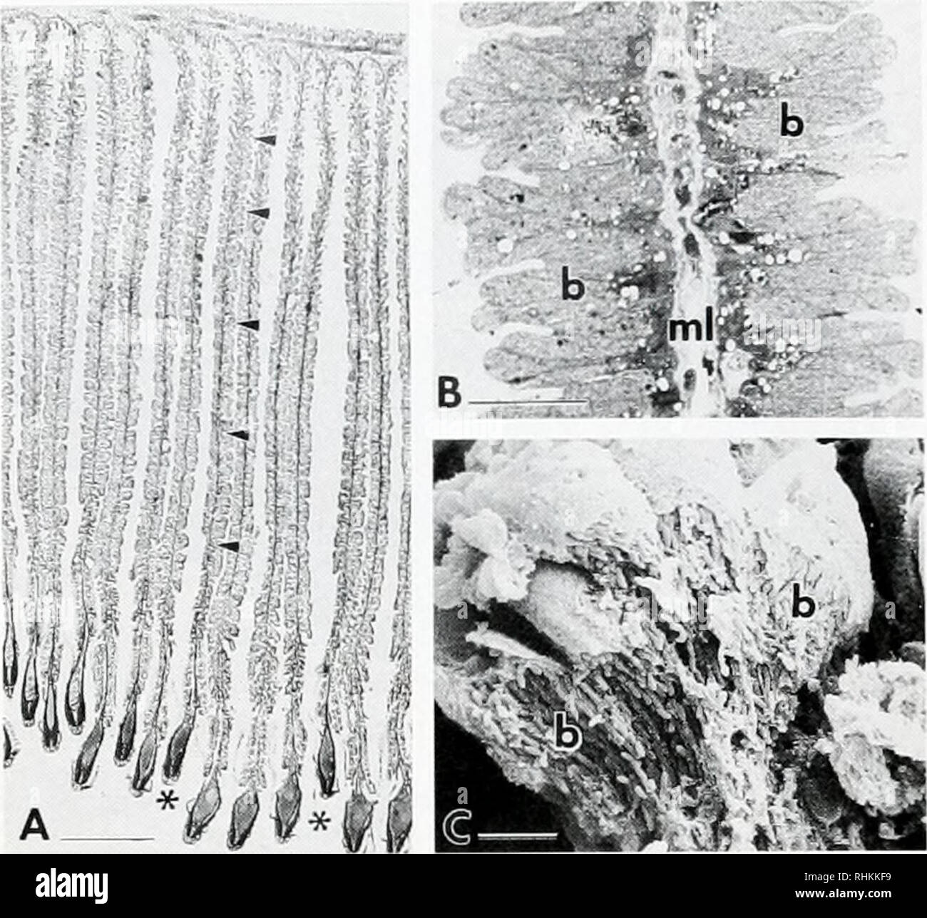 . The Biological bulletin. Biology; Zoology; Biology; Marine Biology. R. WINDOFFER AND O. GIERE wmmmi. Figure 3. (A) Cross section through several attached ctenidial fila- ments. Nearly the entire filament consists of bacteriocytes (arrowheads). The ventral edge (*) contains a wide hemocoelic vessel; the dorsal edge is attached to the mantle (azan-stained paraffin section, light micro- graph). Scale 1 mm. (B) Details of filament, median cross section, show- ing the two layers of bacteriocytes (b) separated by the middle lamella (ml). Scale 100 fjm. (C) Scanning electron micrograph of bacterioc Stock Photo